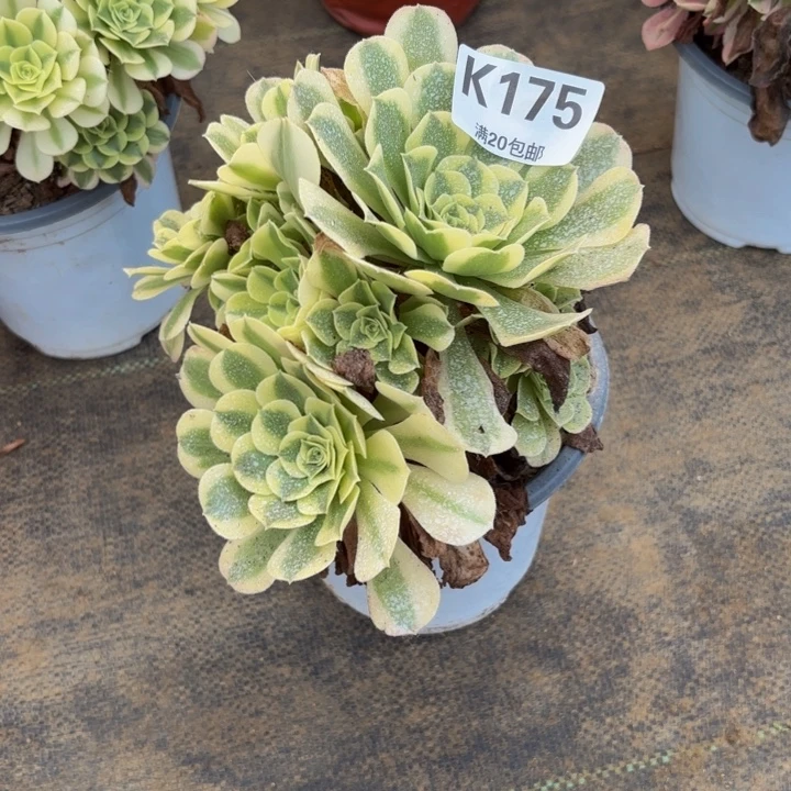 瑞妈多肉园艺175。绿豆沙