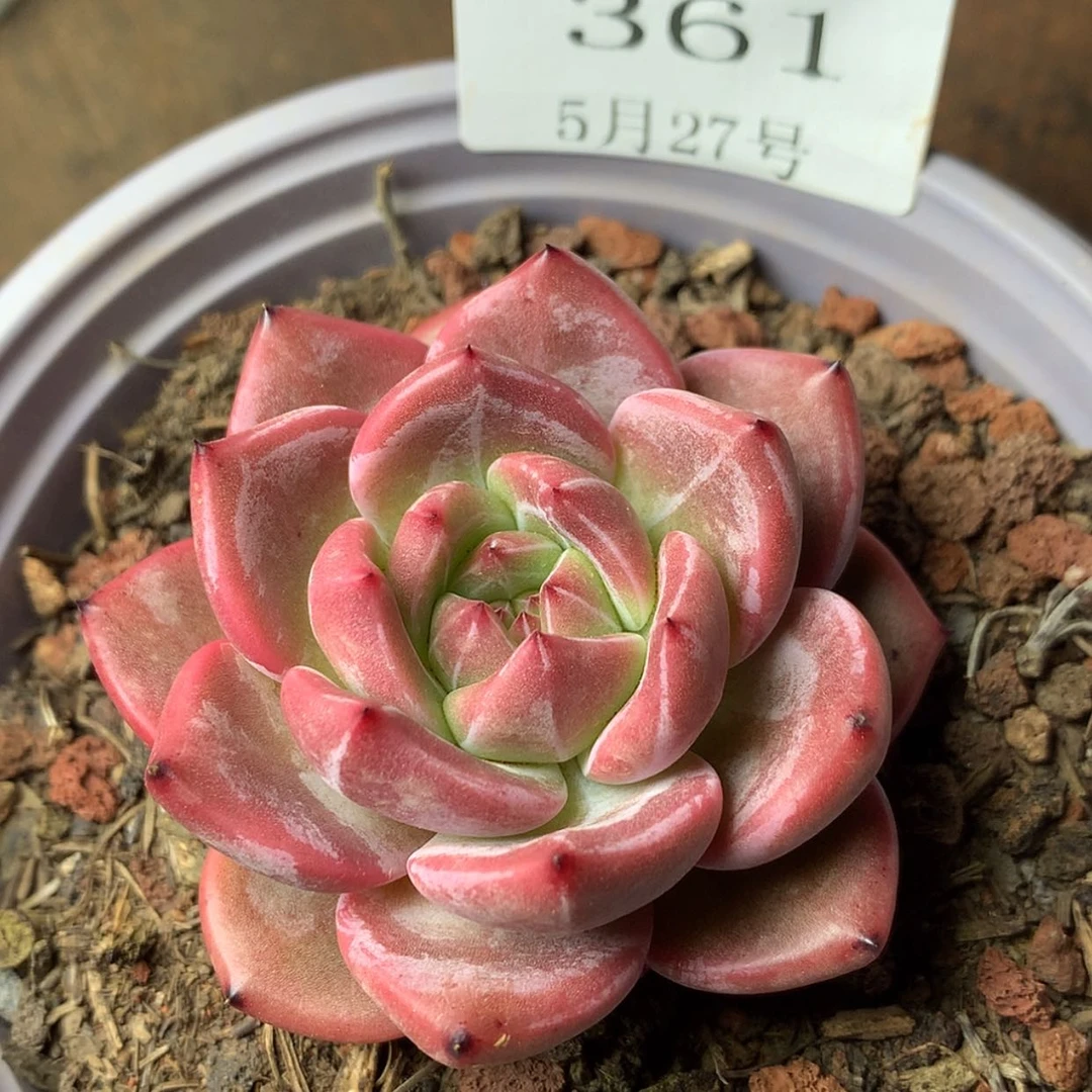 【闪购商品】云361号香槟玫瑰5厘米