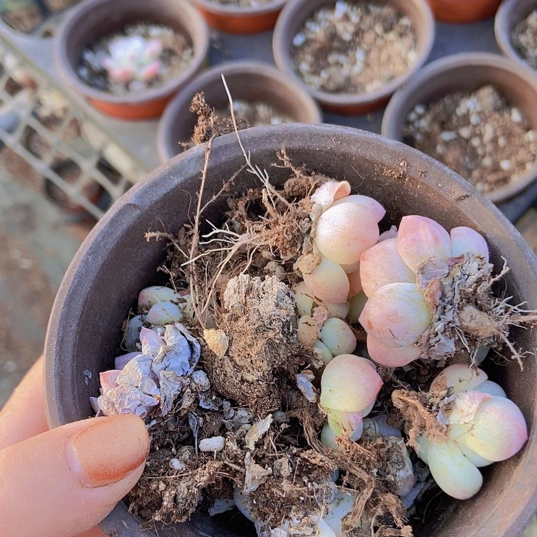 迩***可塑料盆➕白凤➕冰玉