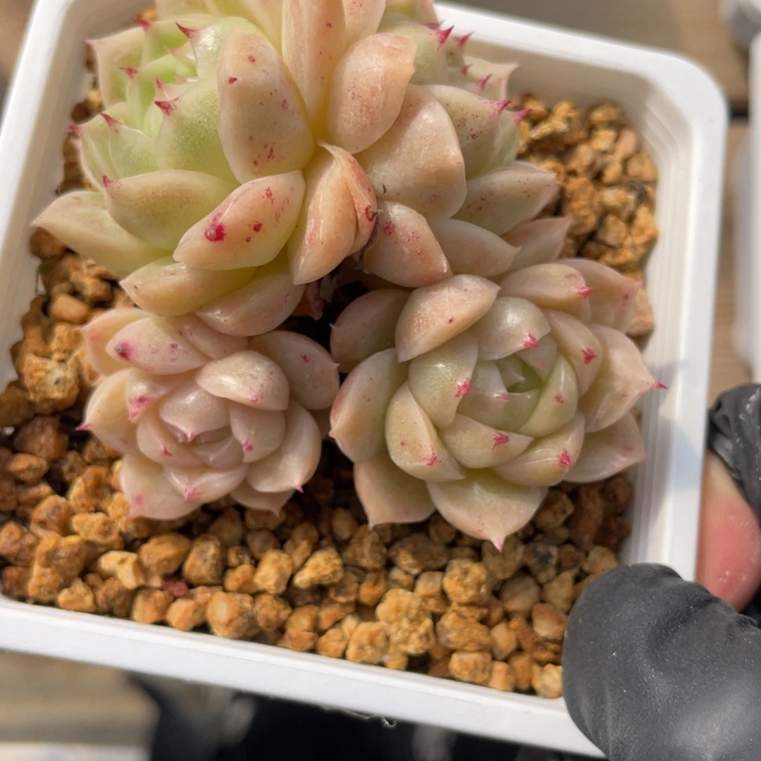 优选麦杆福利1608