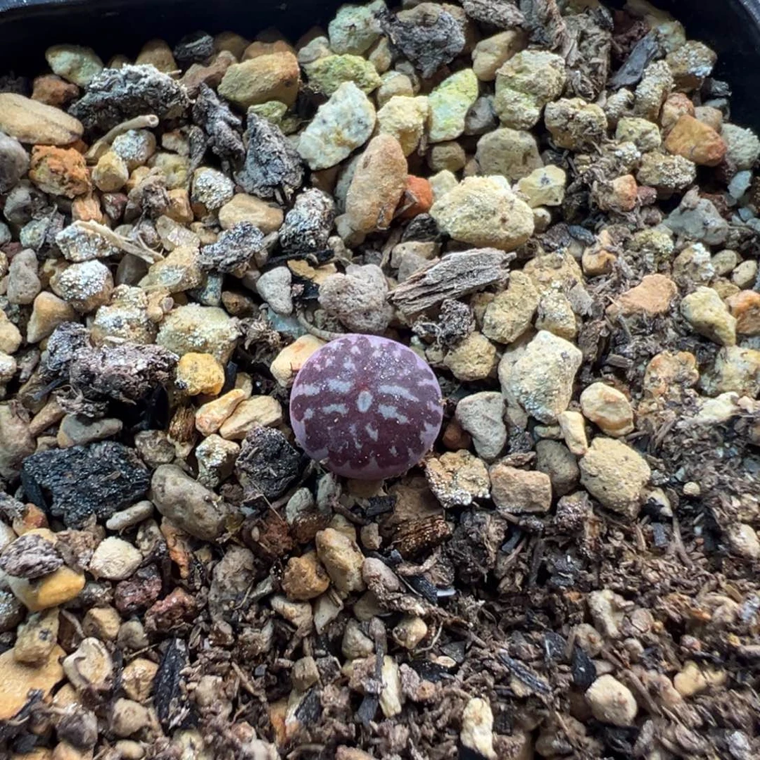 170多肉714墨后代