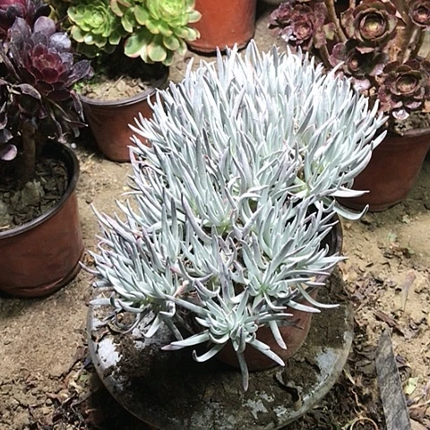 仙女杯多肉植物32