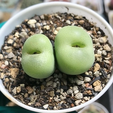 多肉肉锥 双头翠光