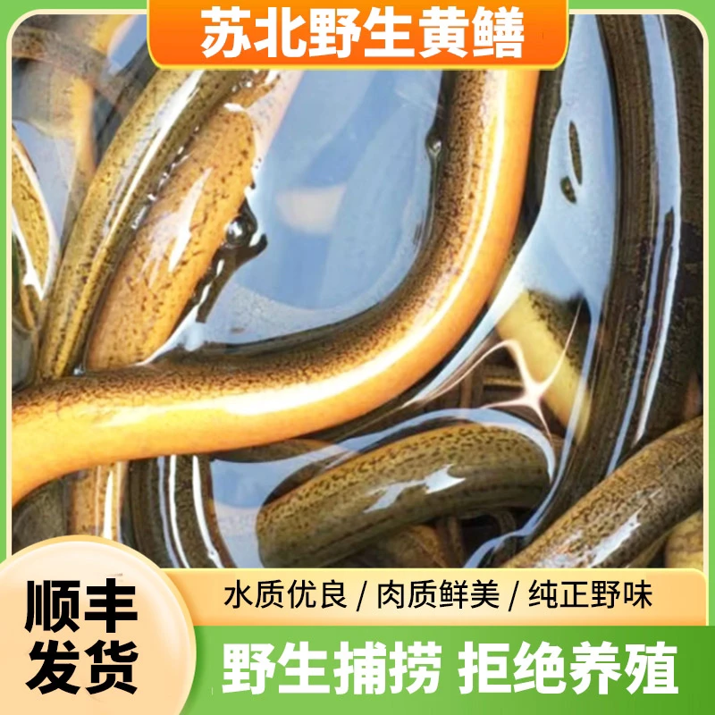 活发2两-3两之间苏北野生黄鳝顺丰发货鲜活到家