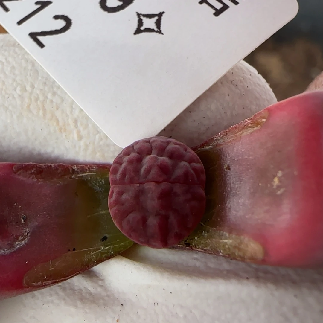 0212。阿克塞尔。三年。不大。