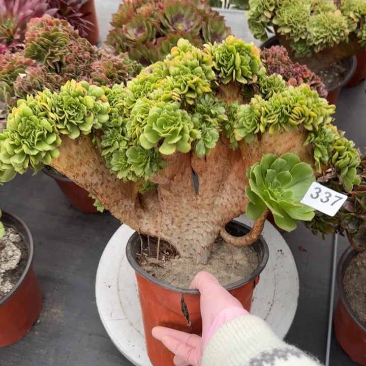 多肉植物绿羊绒缀337