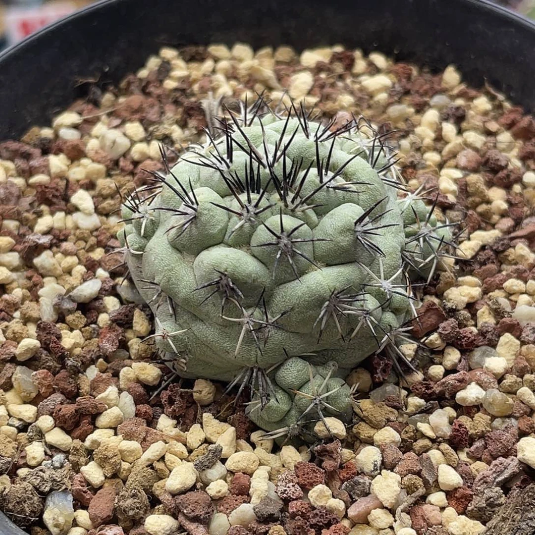 大玉帝王丸群仙人球
