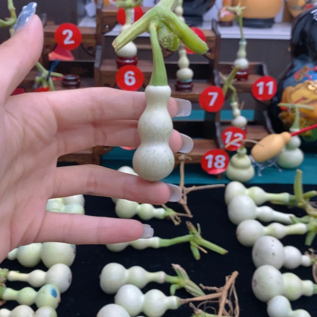 葫芦多会才晓得好久89.8