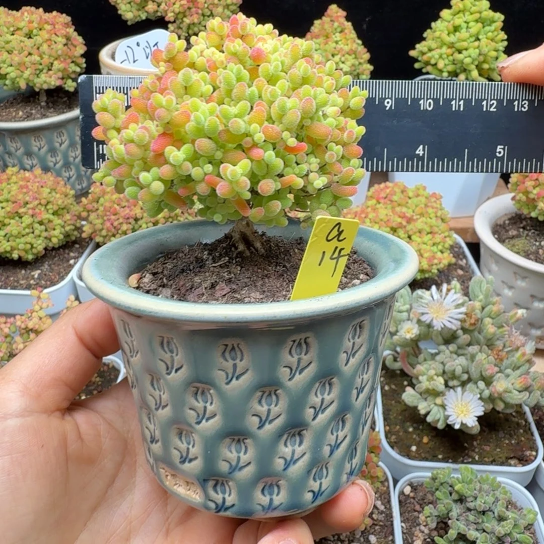 a14号蜜橘冠服6.5厘米带盆发