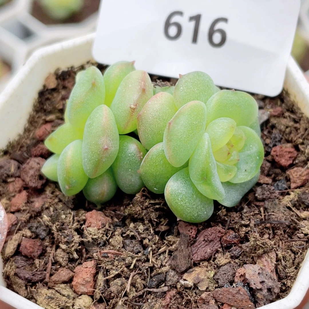 B***y616号糖心冰心珍妮