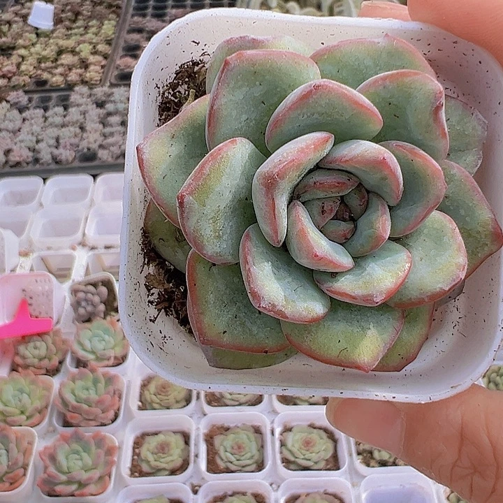 草莓泡芙19包邮多肉