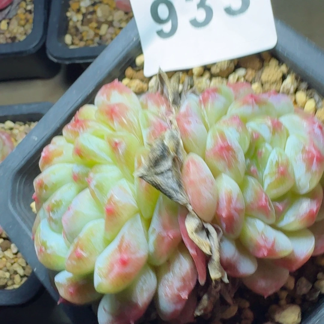 秘境冰魄      愿你一路坦途，乘风破浪展宏图