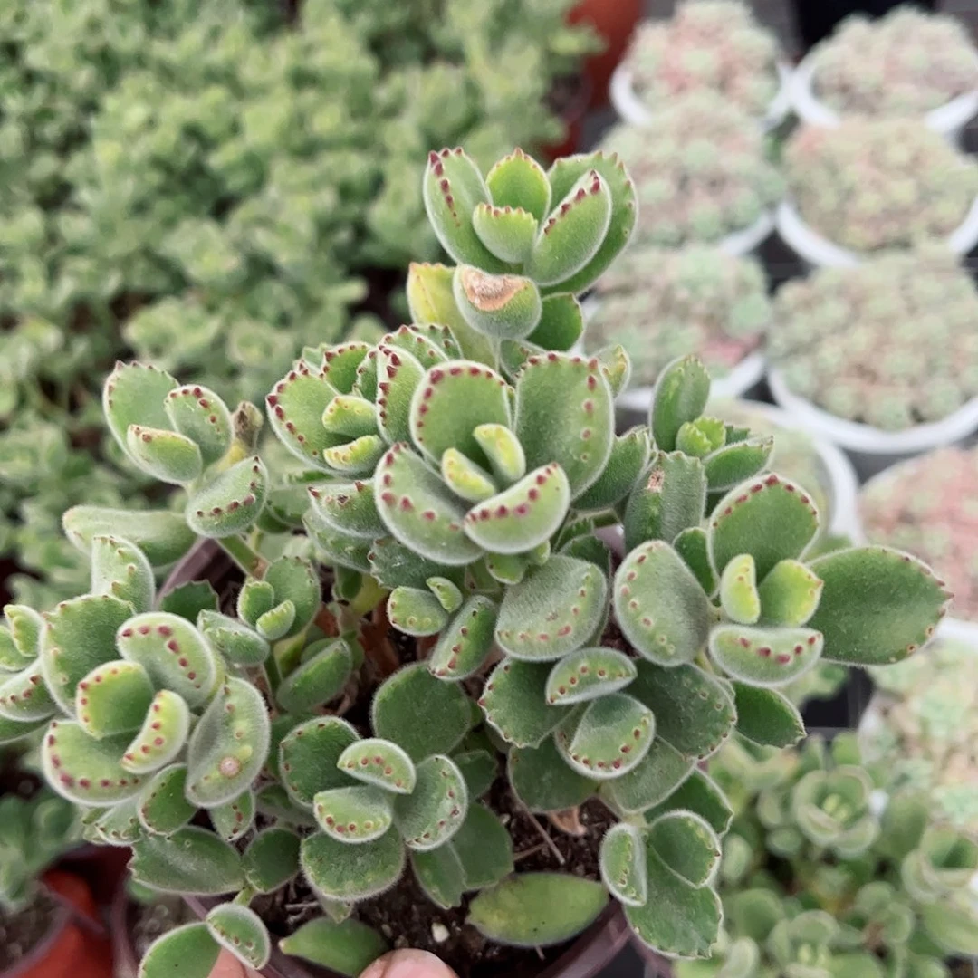 熊童子12 0杯整桩