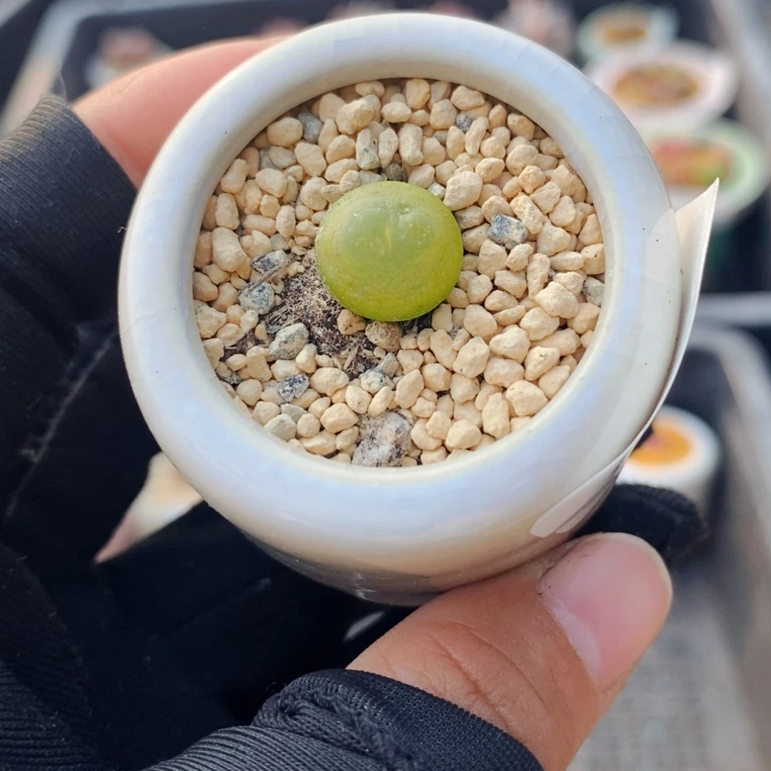 3342--一物一拍 带盆