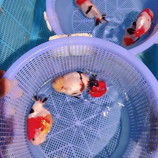 ζ****金鱼071兰寿两只特价顺丰包邮