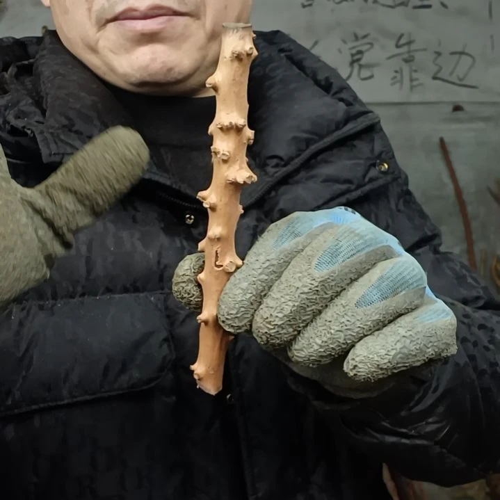 稳定木月*贵州檬子木   铁马鞭   根艺  半成品