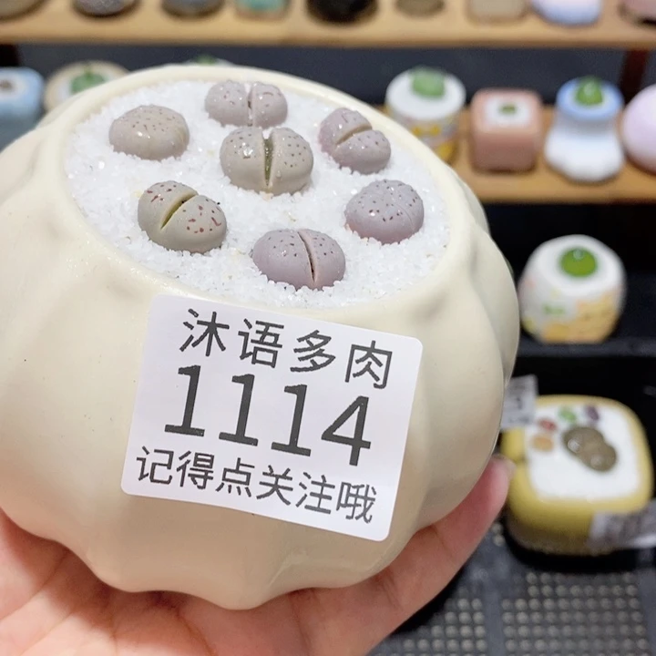 带盆土植物 精美盆栽1114