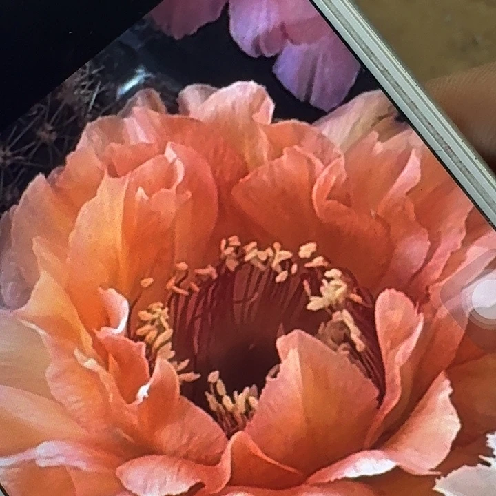 胭脂落侧芽4公分彩草