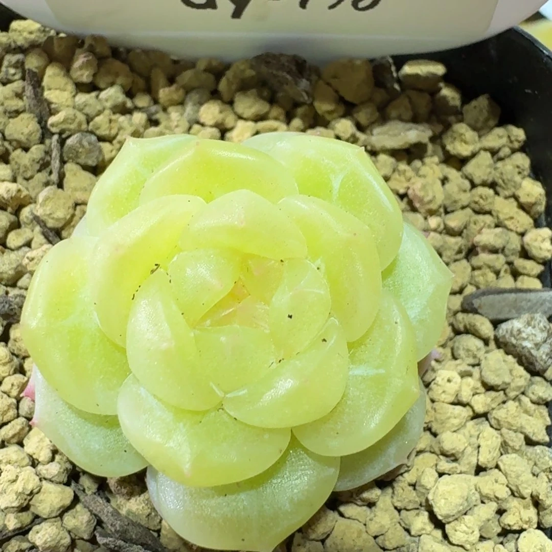 0129-0196-玉露珍妮