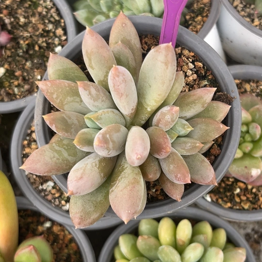 彩胖体哥特一物一拍827