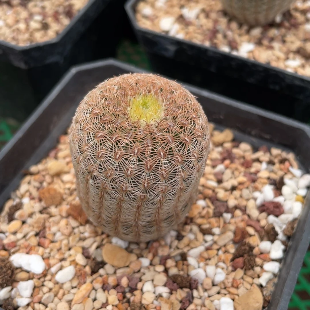 鹿角柱实生仙人球白花太阳