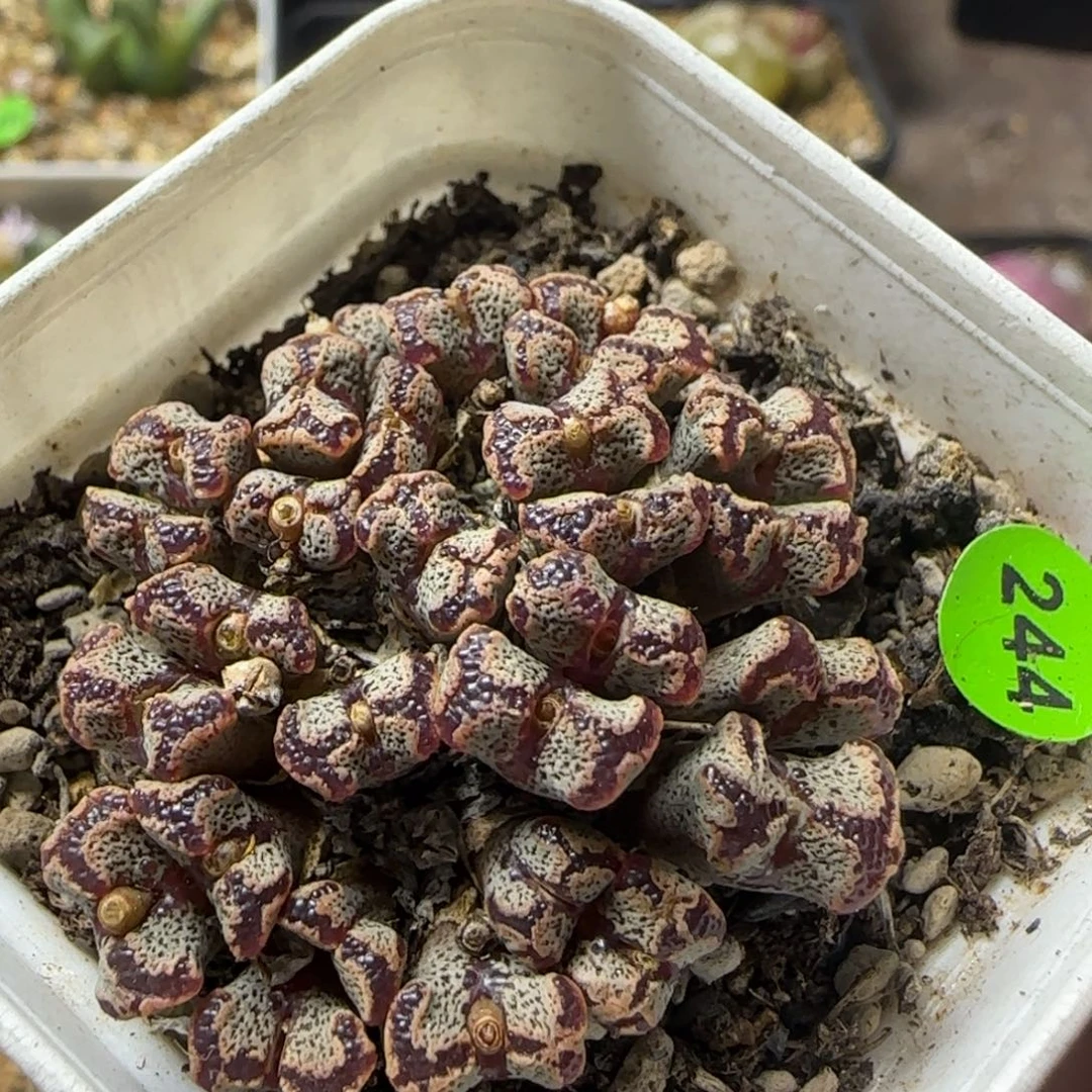 勋章群多肉植物244