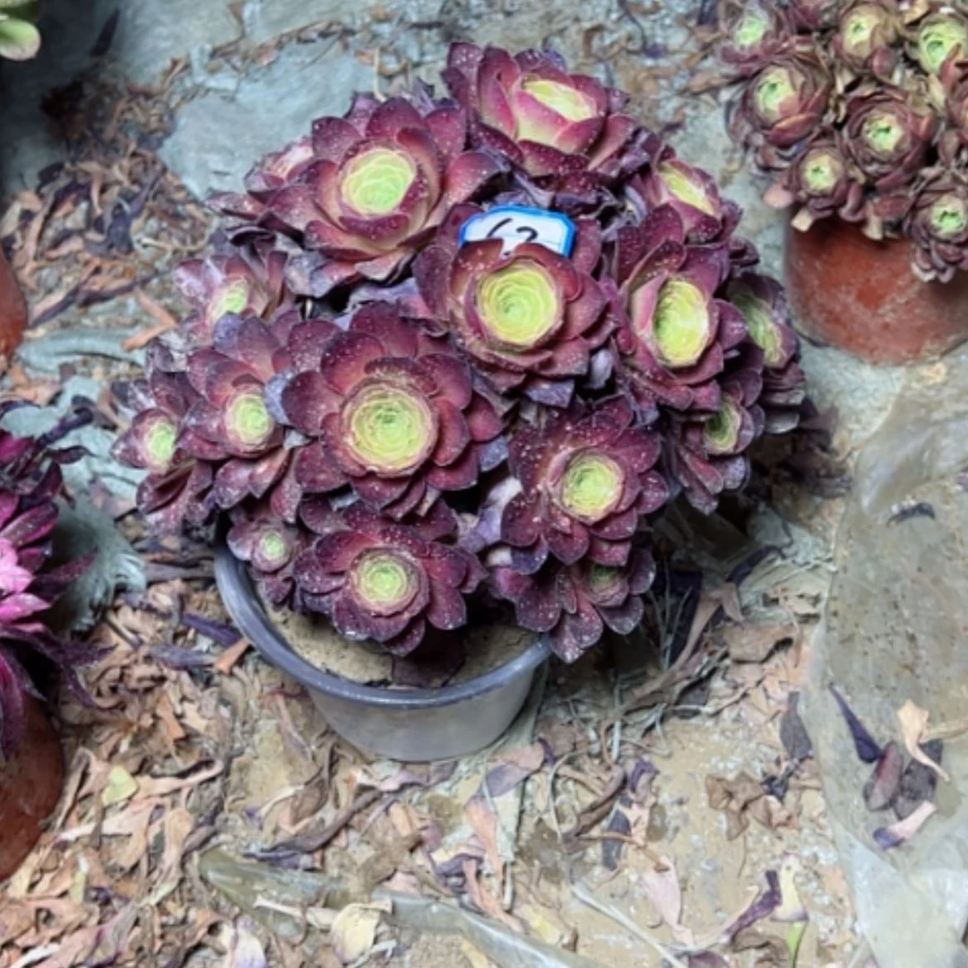【闪购商品】多肉植物魅丽62