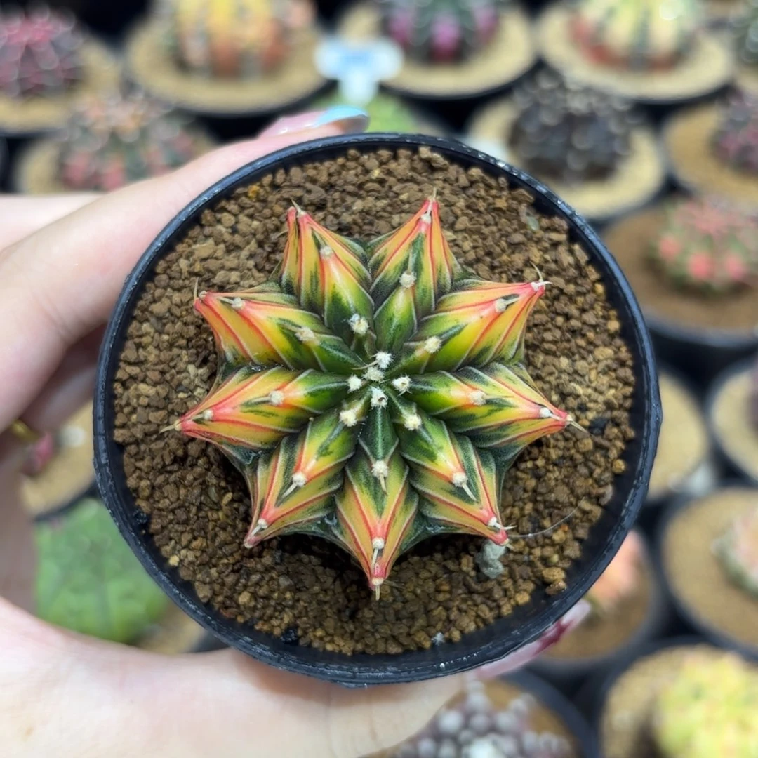 4.9cm泰系实生虎斑肋骨锦