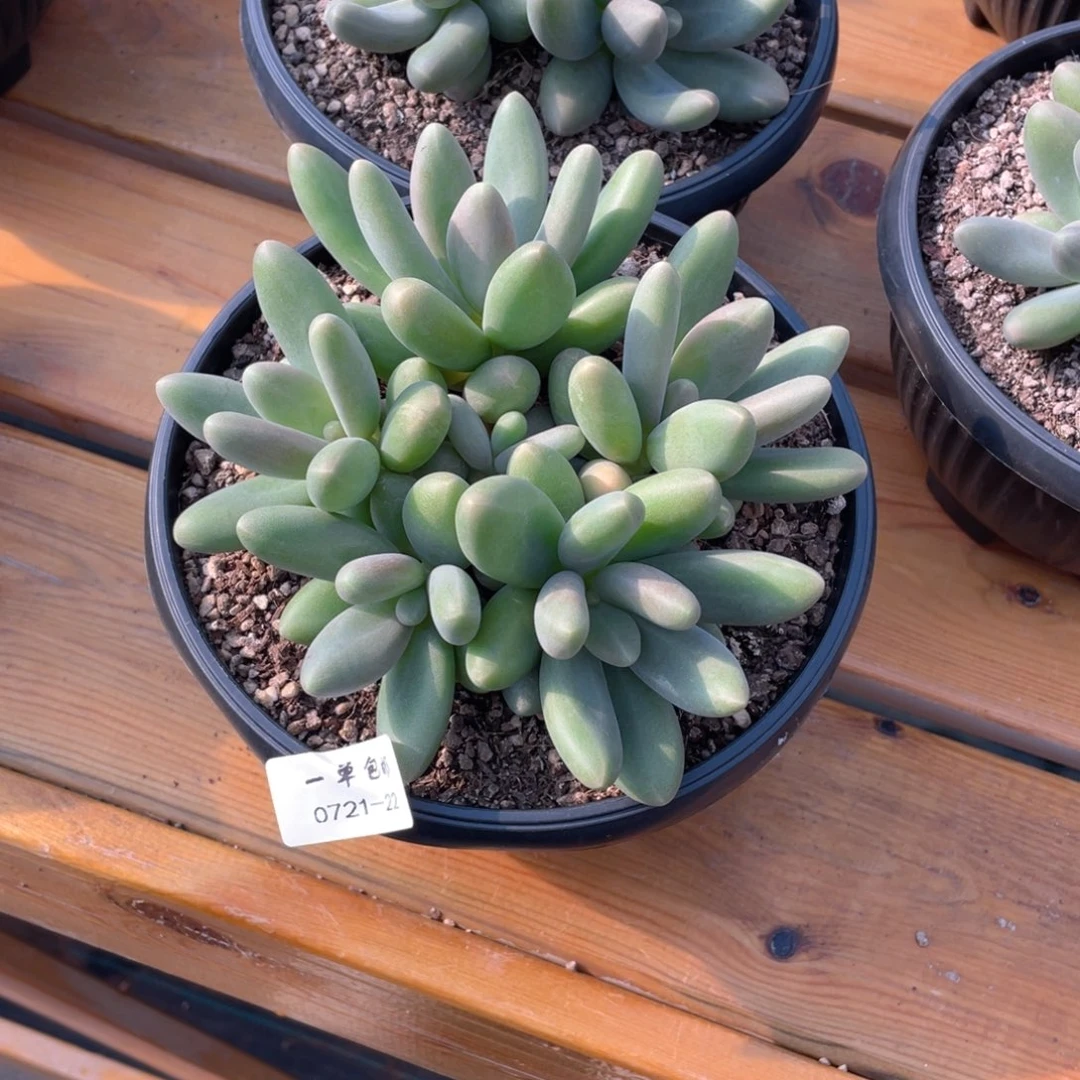 0721-22-糖果美人。。，，，