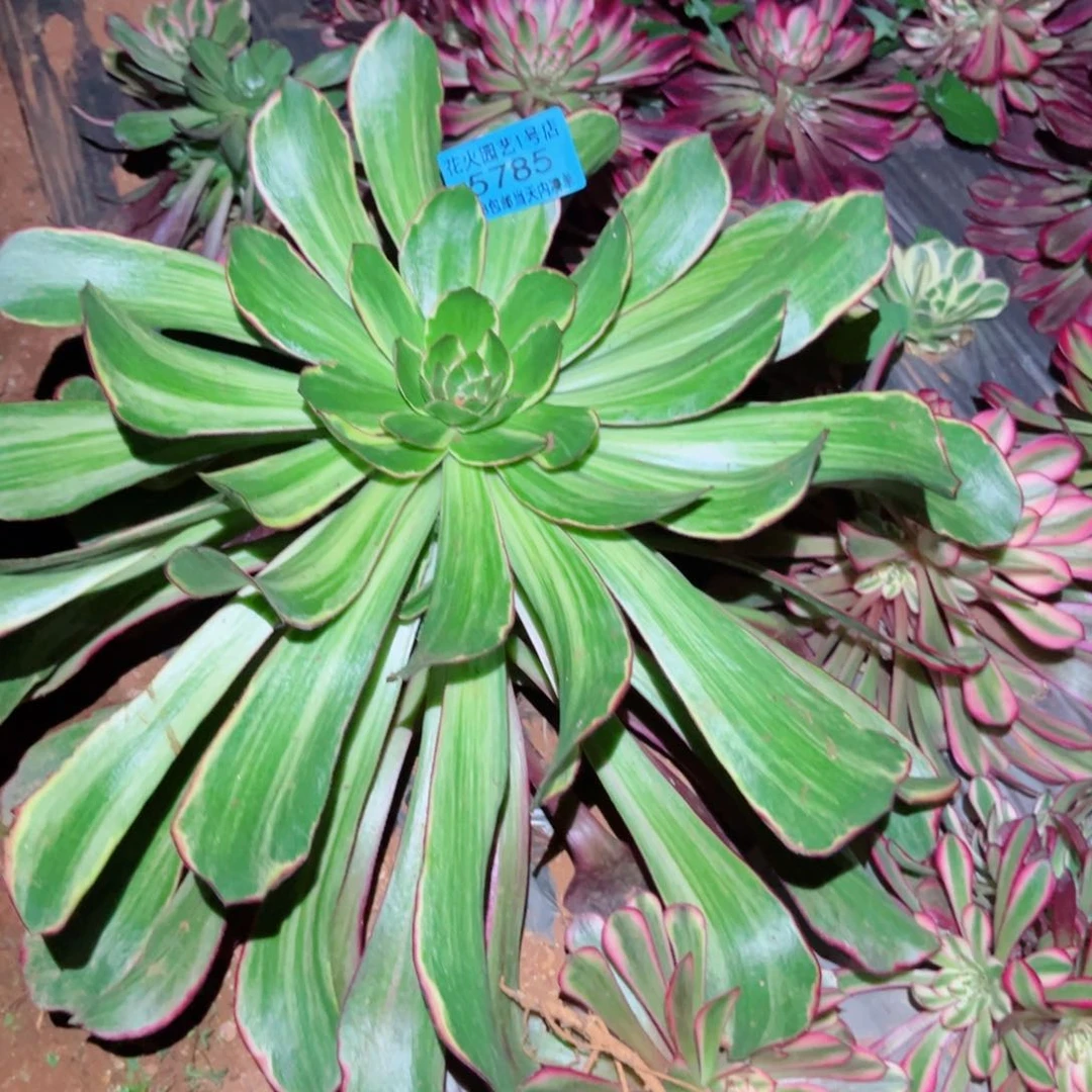 天*巫毒5785多肉植物
