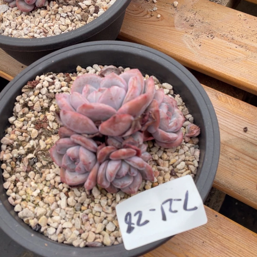 7-21-28静好多肉园艺1111111122