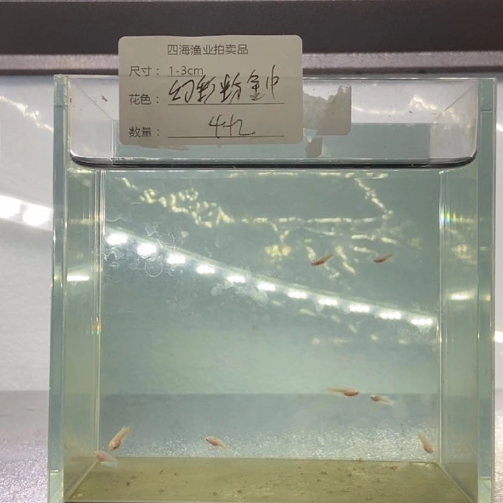 斗鱼包活不包损所见即所得076