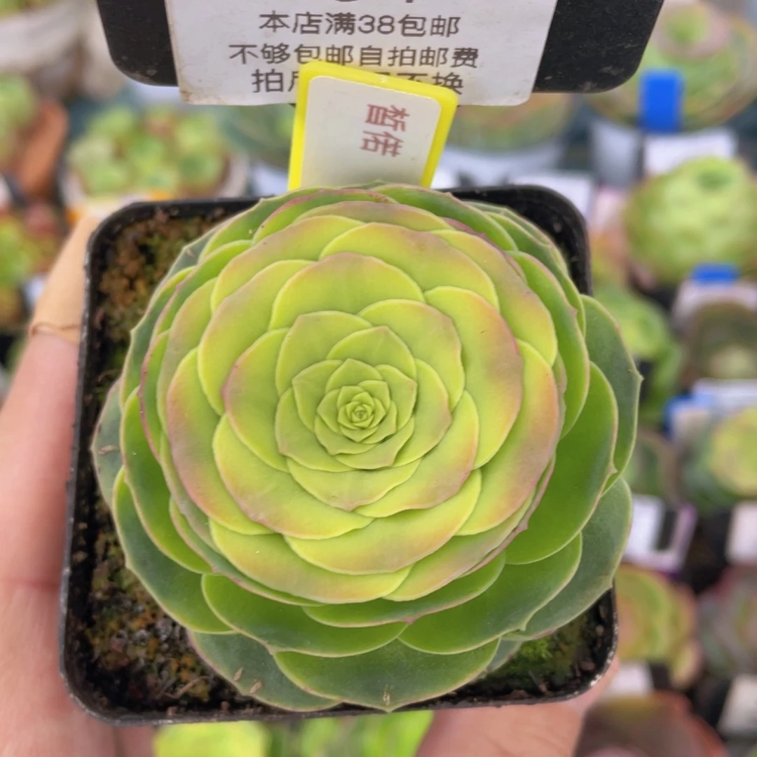 皙偌新年福利 164一物一拍