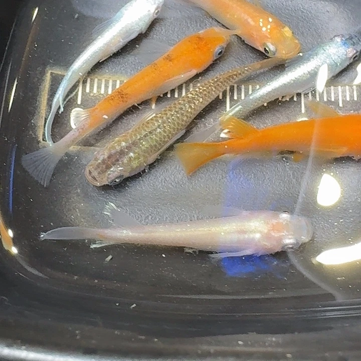 青鳉鱼87号拍品精品混搭