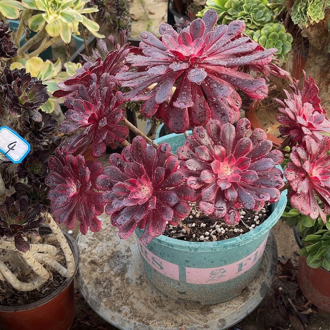 7黑铜超白法师多肉植物