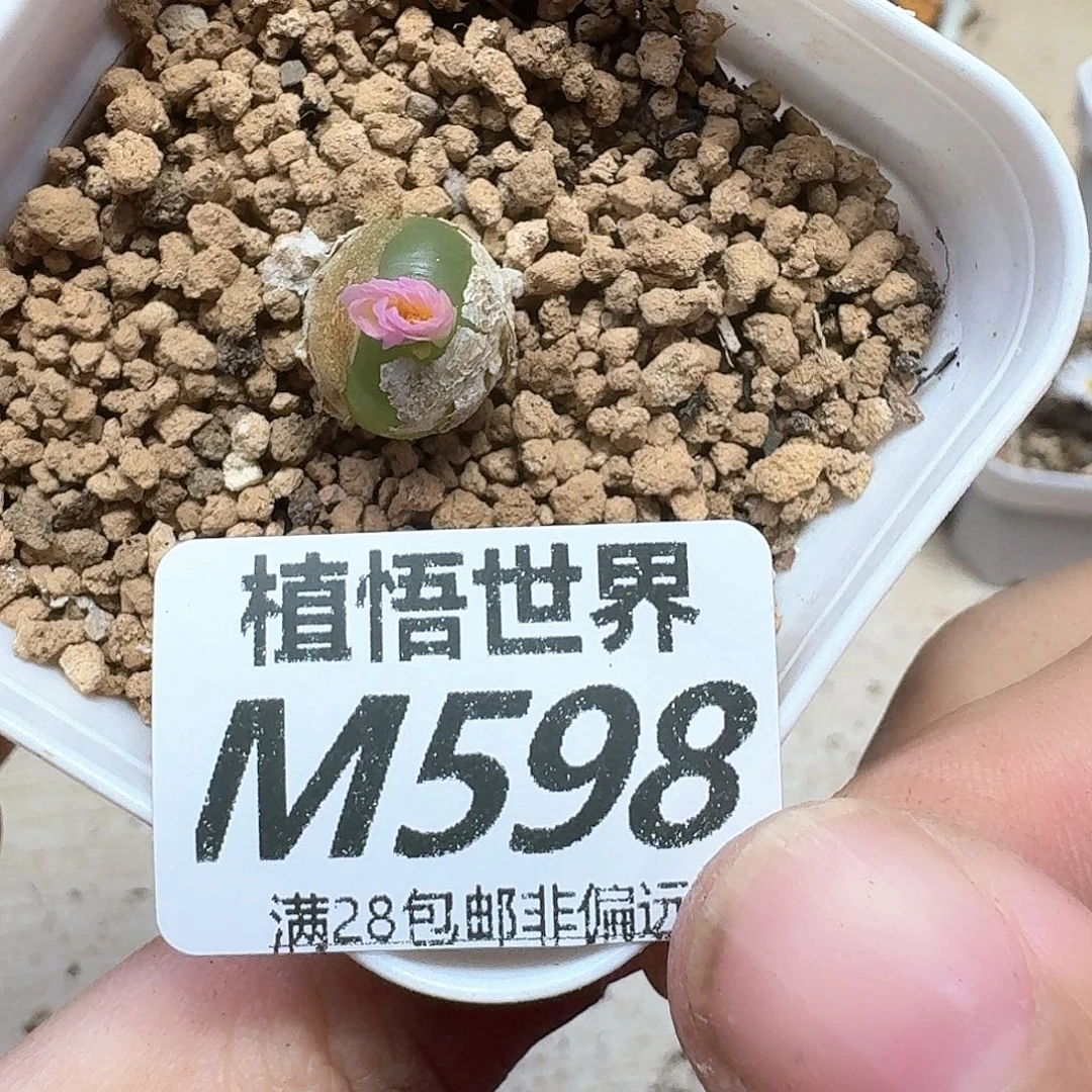 多肉植物的润泽地bjnm