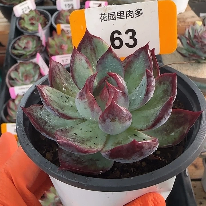 63 惊鸿仙子多肉植物