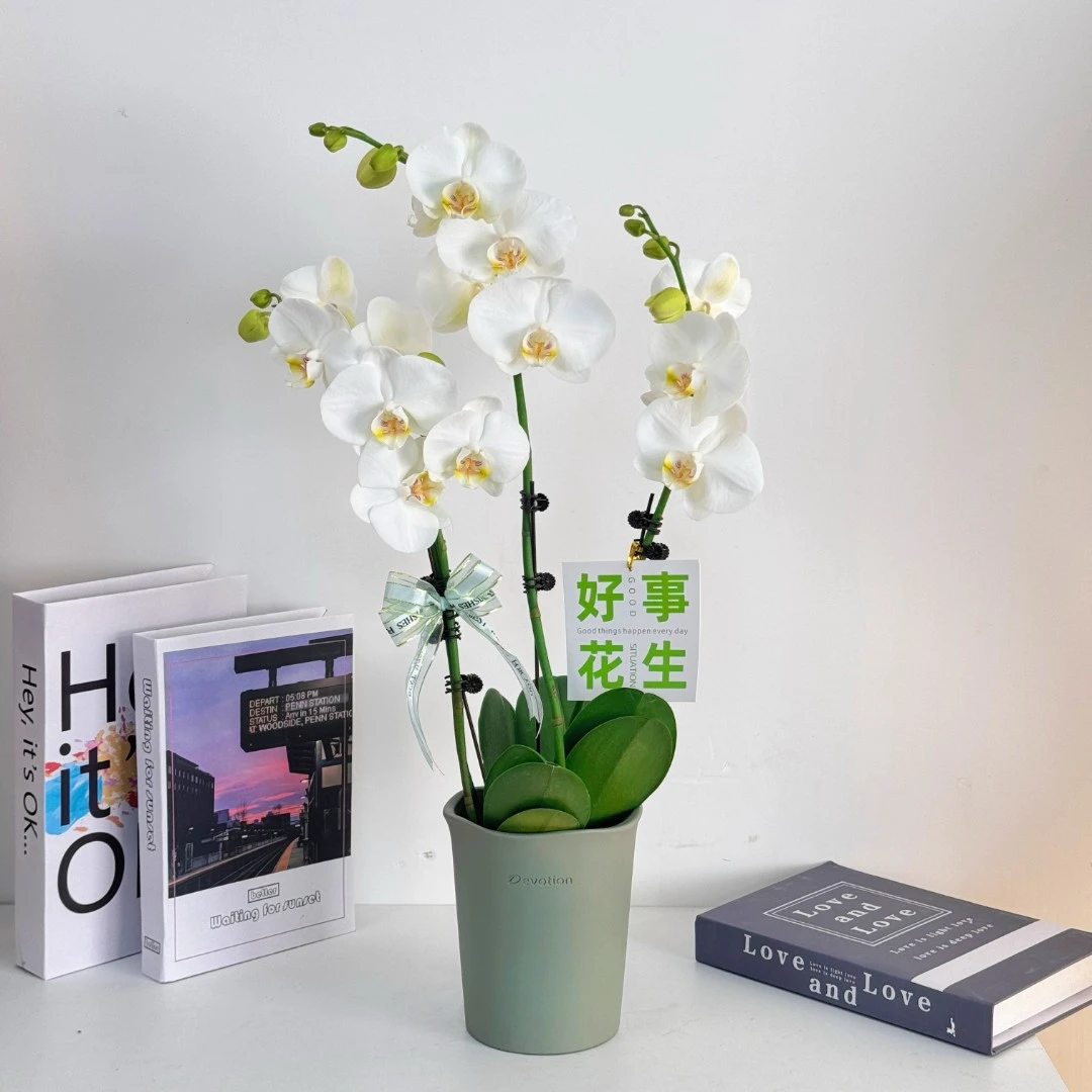 【阿玛】蝴蝶兰鲜花精致组盆 开花株 室内绿植 养兰基地直发
