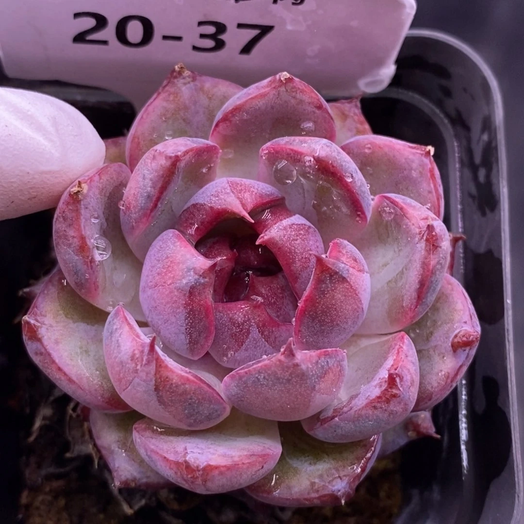 【闪购商品】20-37