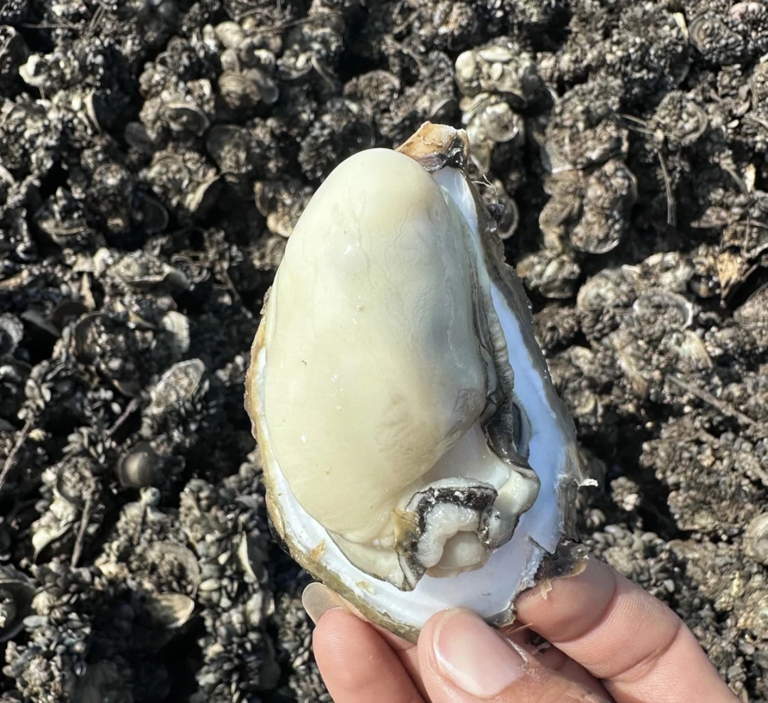 【特大蚝】买5斤送5斤青岛新鲜生蚝海蛎子运输中有5%-8%失水损耗