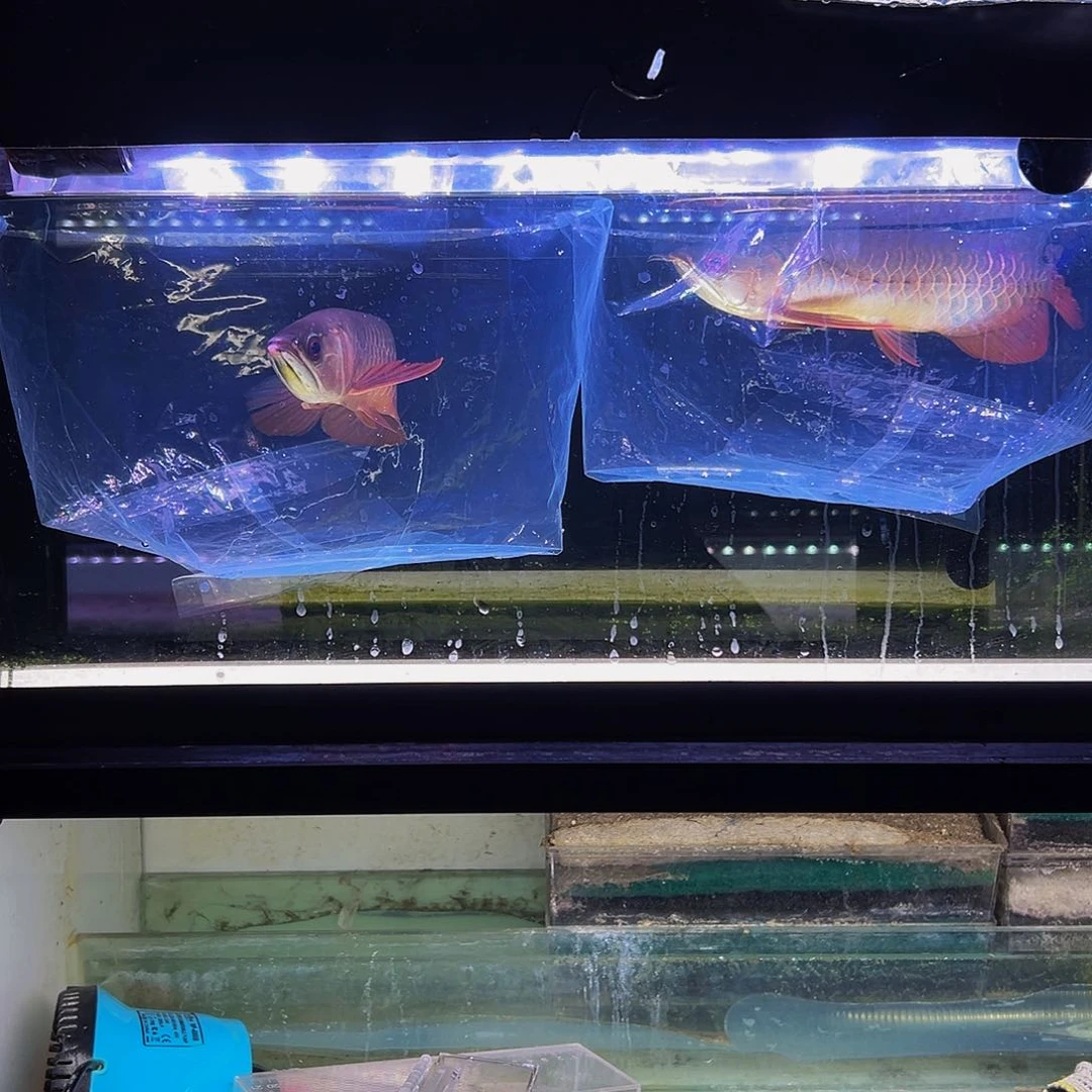 中国大陆哪**？马来西亚古典金龙