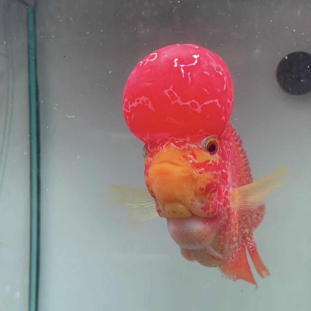 罗汉鱼热带鱼爆头金花火凤凰鸿运马骝重金属观赏鱼活体