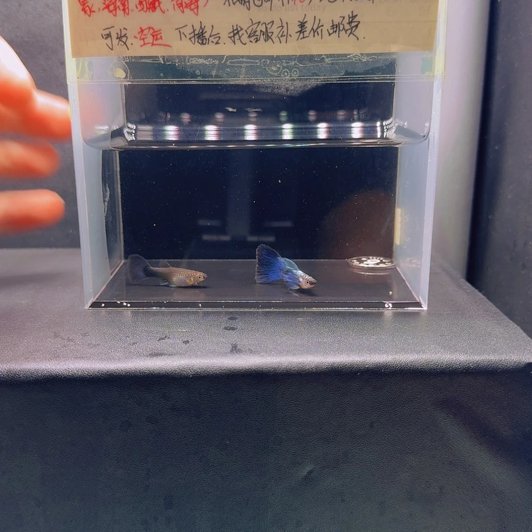 孔雀鱼蓝礼服飞船一对