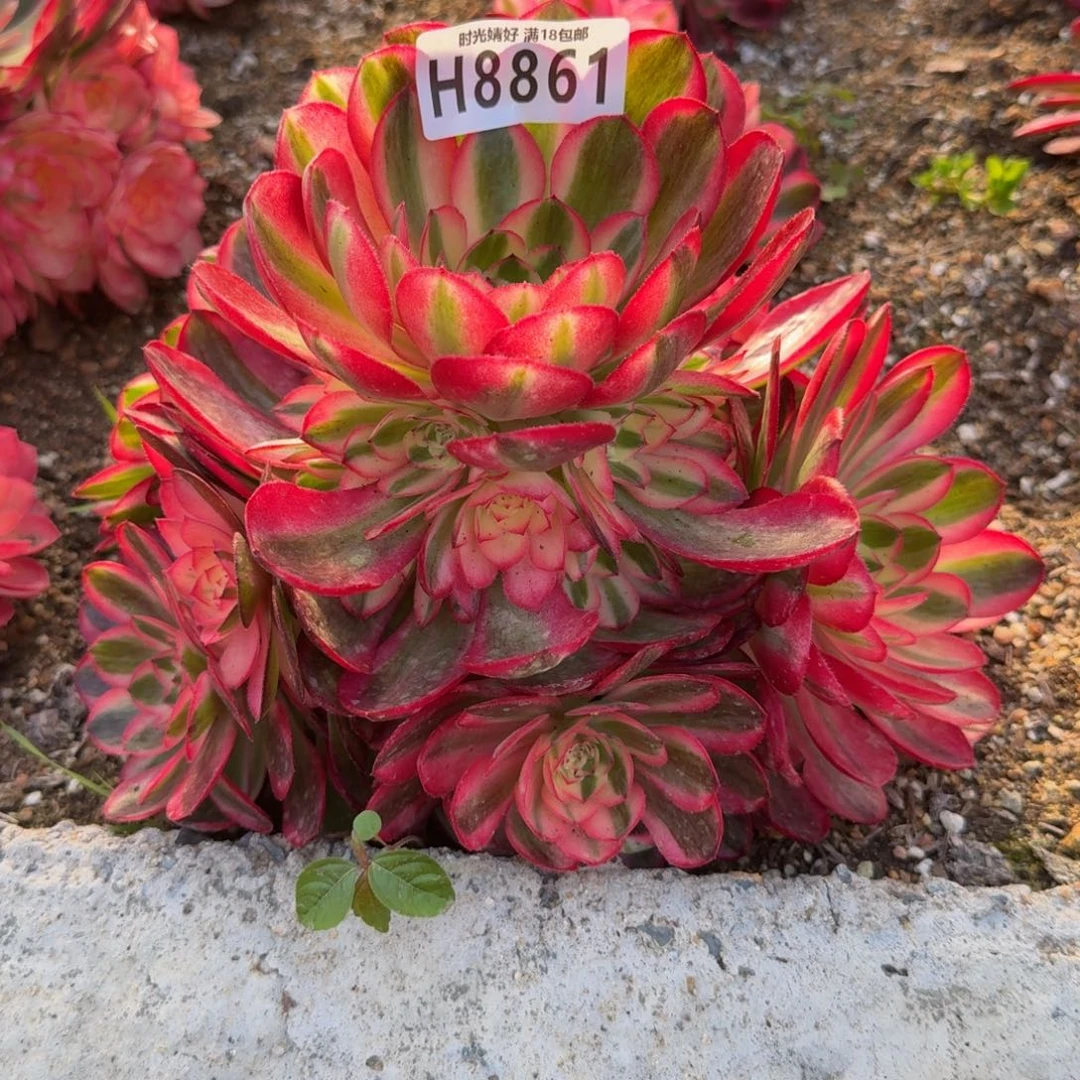 8861荔枝。多肉植物