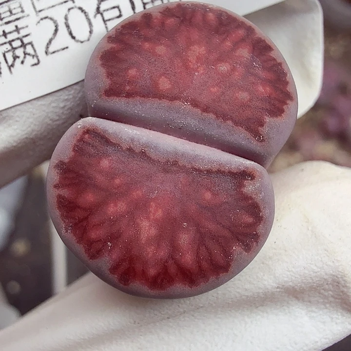 不用我送去啦的648好