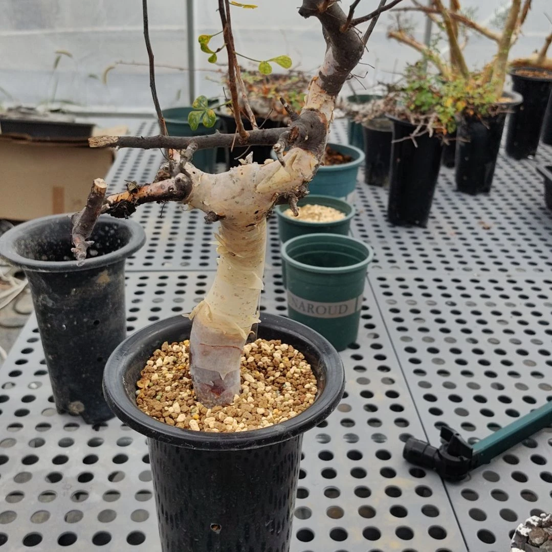正白皮卡塔夫熟桩