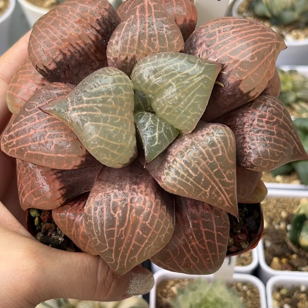 89母本粉玻璃康平哈哈哈哈哈