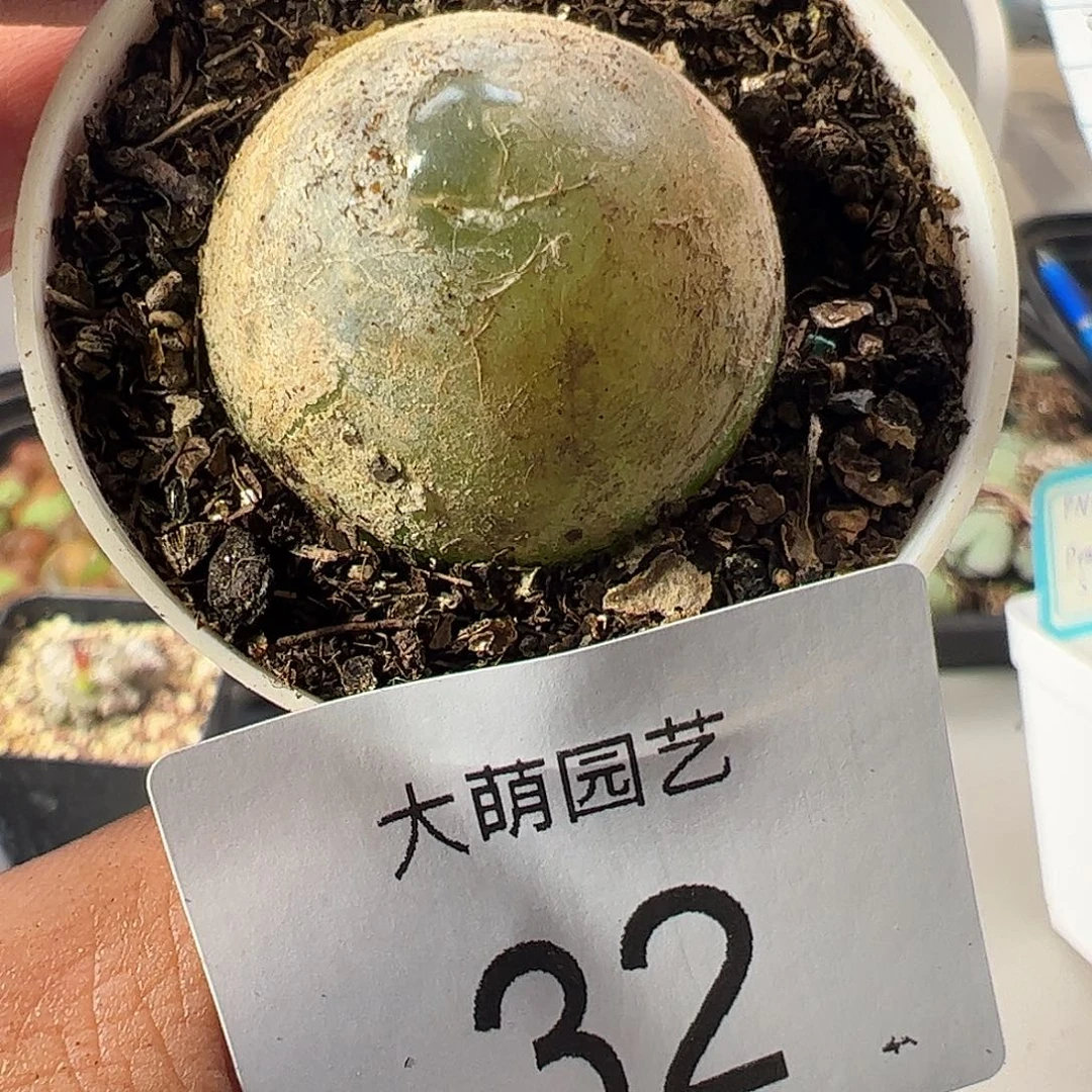 一物一拍。          32