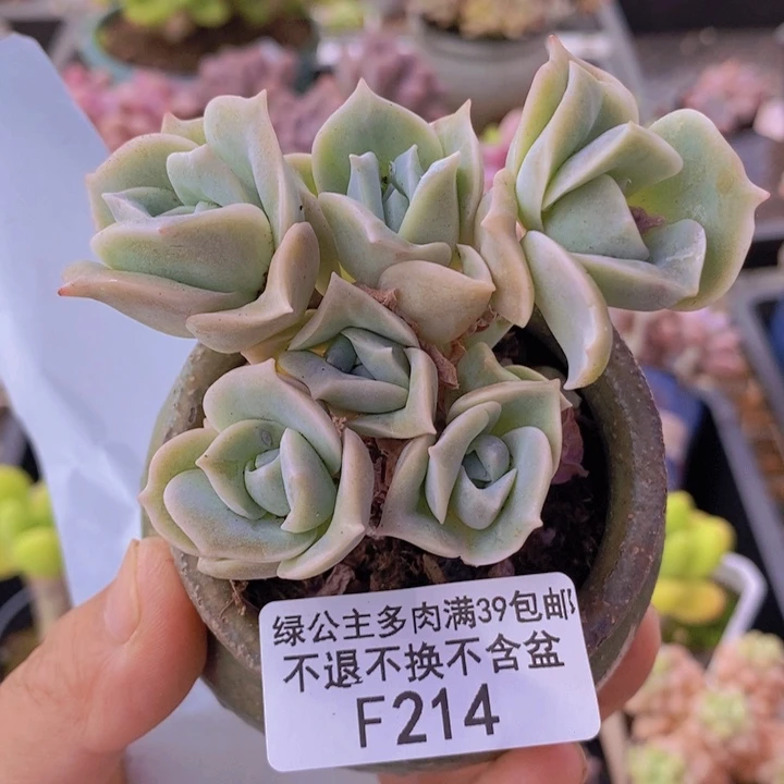 可爱玫瑰6cm214多肉植物