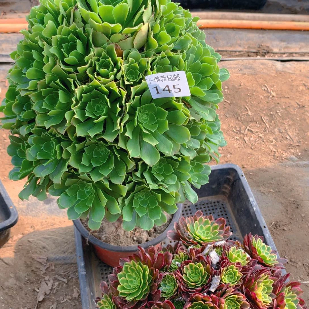 145法师组合老桩多肉
